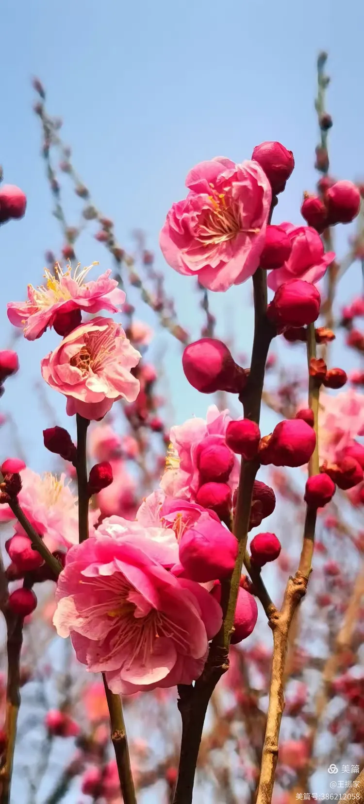 《北京明城墙遗址公园梅花开》